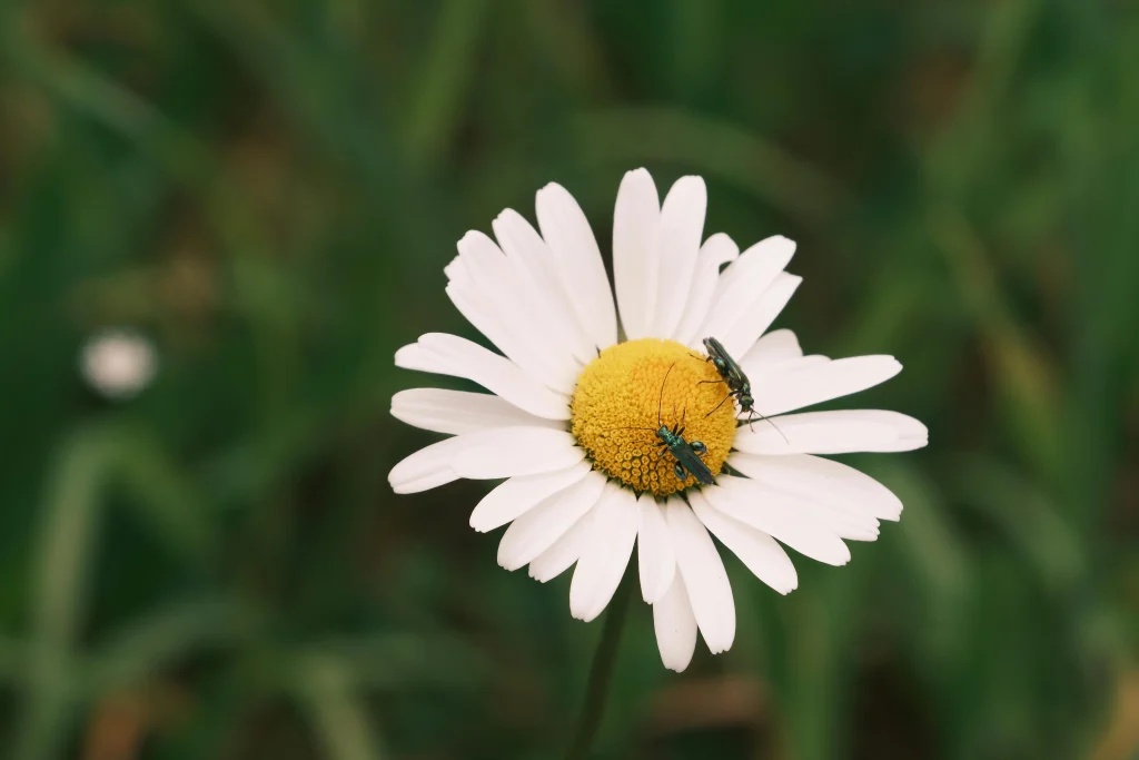 Daisy Communications: Leading the Future of Business Connectivity 3 Daisy